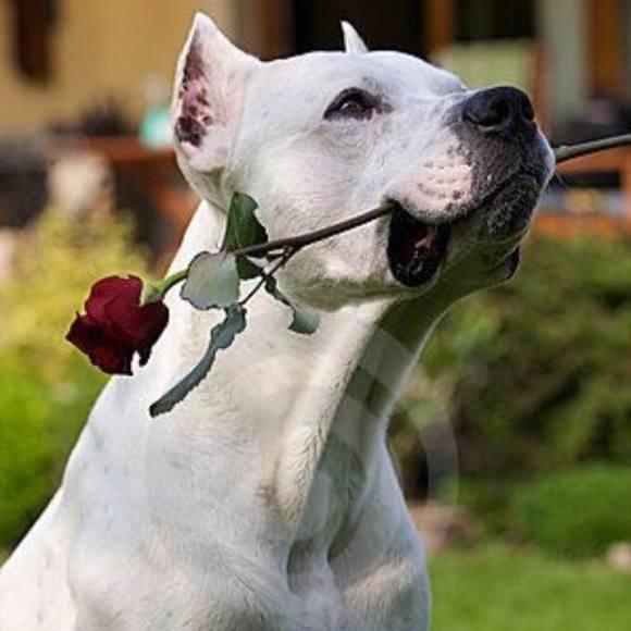 Meet your Posher, Ted - Picture 1 of 1